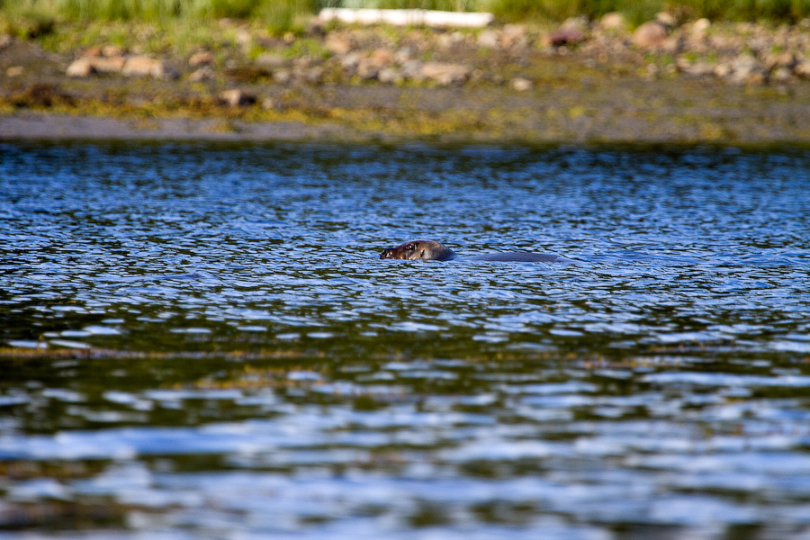 Беломорский тюлень