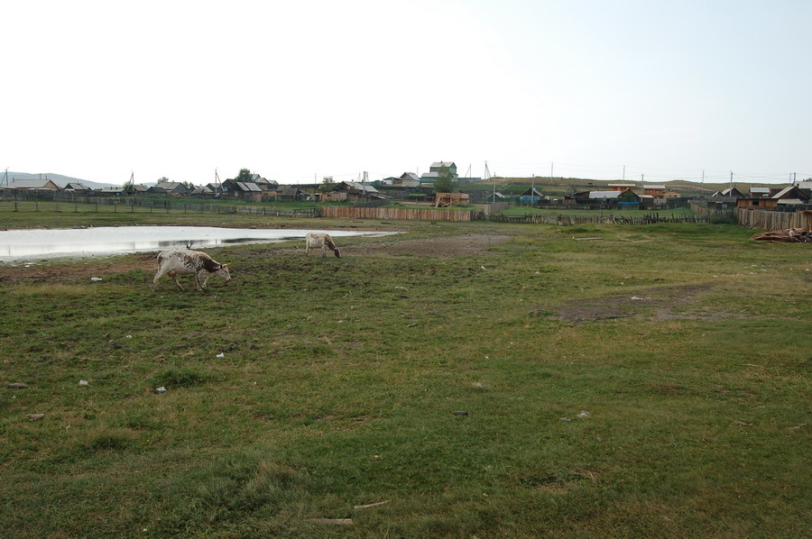 коровы в Хужире